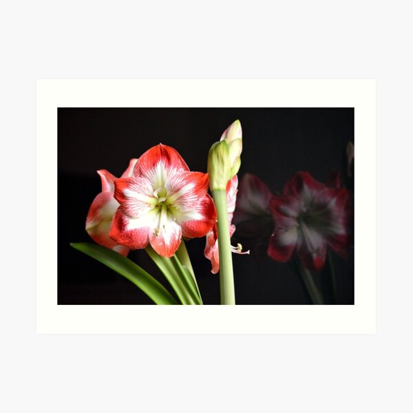 Flower Reflection Art Print
