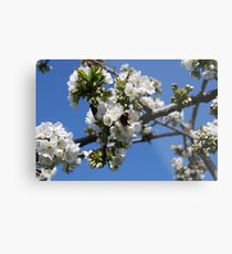 Humble Bumble and Cherry Blossom Metal Print