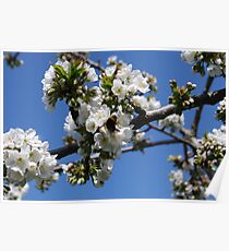 Humble Bumble and Cherry Blossom Poster