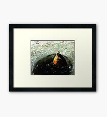 ICE SUNNY Framed Print