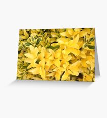 “Yellow's Delight”, Photo Artwork Greeting Card