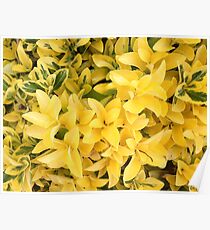 “Yellow's Delight”, Photo Artwork Poster