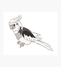 Cockatiel Photographic Print