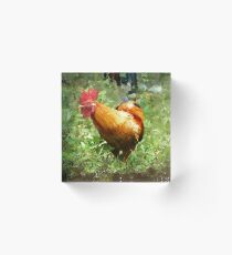 Foraging Chicken Acrylic Block