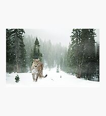 Snow leopard Photographic Print