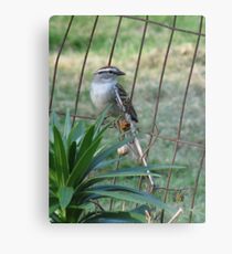 Little Bird On The Fence Metal Print