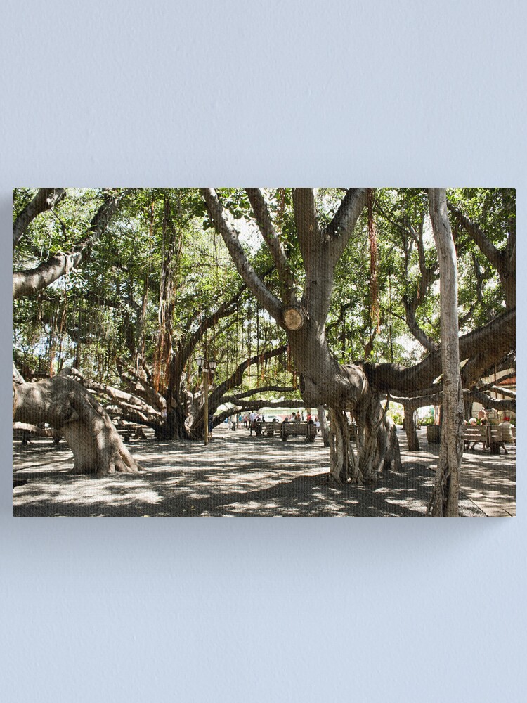 "Banyan Tree" Canvas Print by tenia115 Redbubble