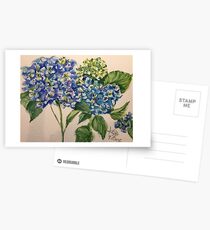 blue hydrangea blooms Postcards