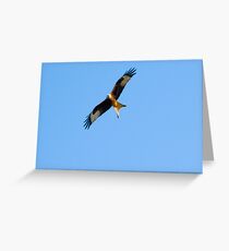 Red kite hunting Greeting Card