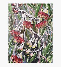 EUCALYPTUS BLOSSOMS by H.Lin Photographic Print