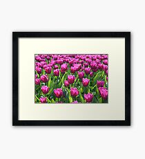 Tulips Framed Print
