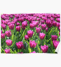 Tulips Poster
