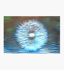 Dandelion floats on water Photographic Print