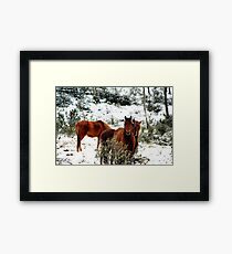 Brumby Stare Framed Print