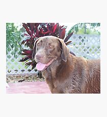 Lámina fotográfica Perro nadador