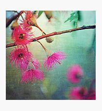 Gum Blossoms Photographic Print