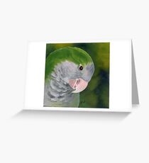 Quaker Parrot Grußkarte