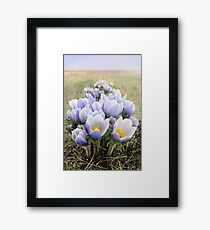 Prairie Crocus Photo Framed Print