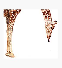 "Licker" Giraffe Wildlife Animal Watercolor Photographic Print
