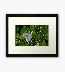 Blue/Grey Framed Print