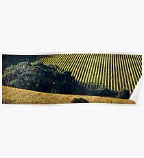 Vineyard Poster