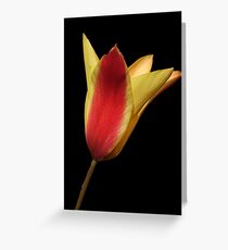 Clusiana Var. Chrysantha Greeting Card