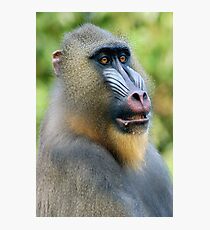 So Handsome Photographic Print