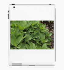 Dew Drops iPad Case/Skin