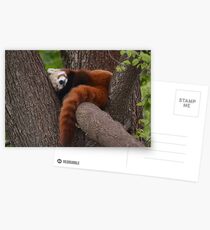 Red Panda Postcards
