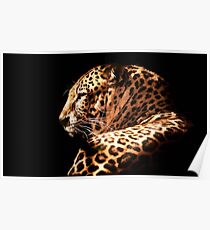 wildlife nature leopard animal Poster