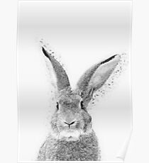 Hase Poster