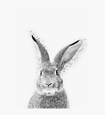 Hase Fotodruck