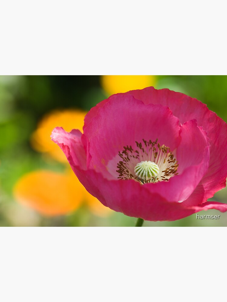 Passionate by harmser