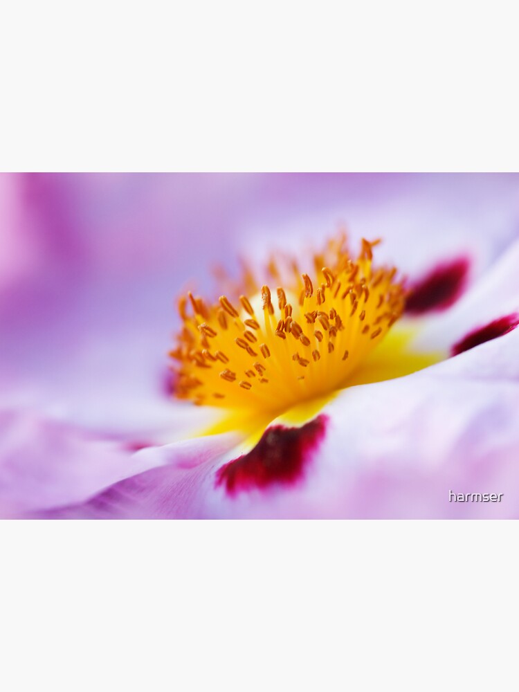 Exotic by harmser