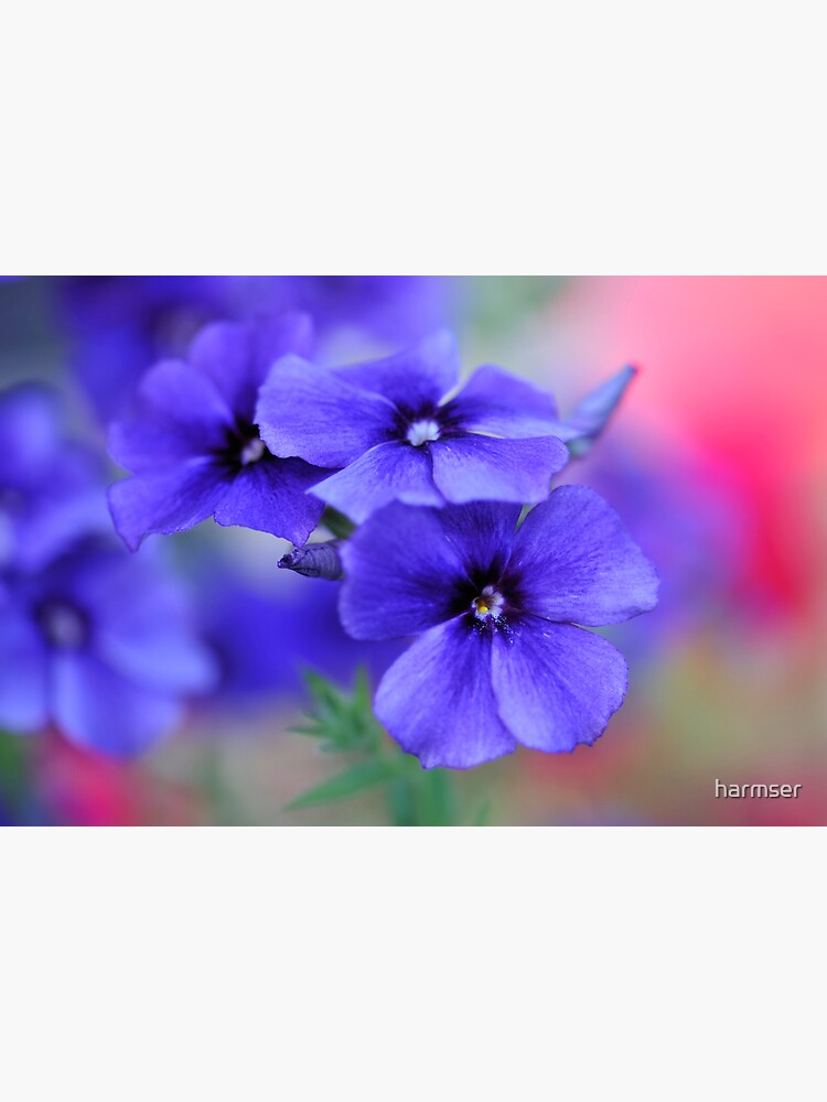 My Blue Heaven by harmser