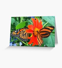“Double Butterfly Love”, Photo / Digital Painting Greeting Card