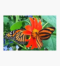 “Double Butterfly Love”, Photo / Digital Painting Photographic Print