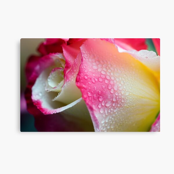 Dewy Beauty Canvas Print