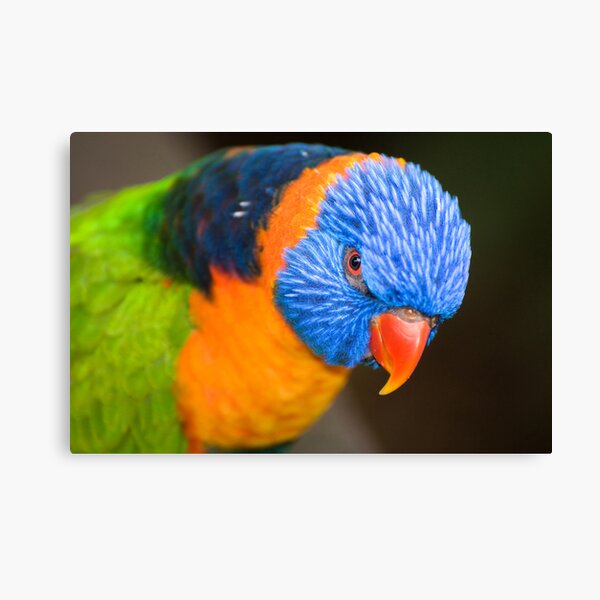 Stare Down Canvas Print
