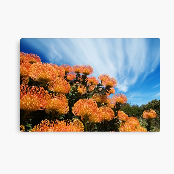 Incandescent Heights Canvas Print