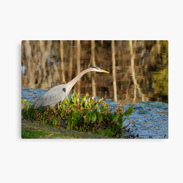 Poised Canvas Print