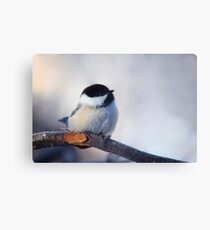 Black-capped chickadee photograph Canvas Print