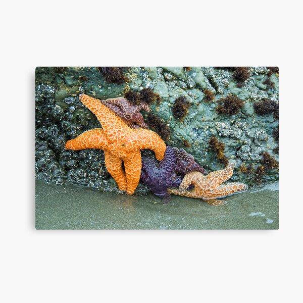 Testing the Water Canvas Print
