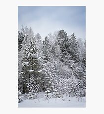 snow covered trees in Siberia. Photographic Print