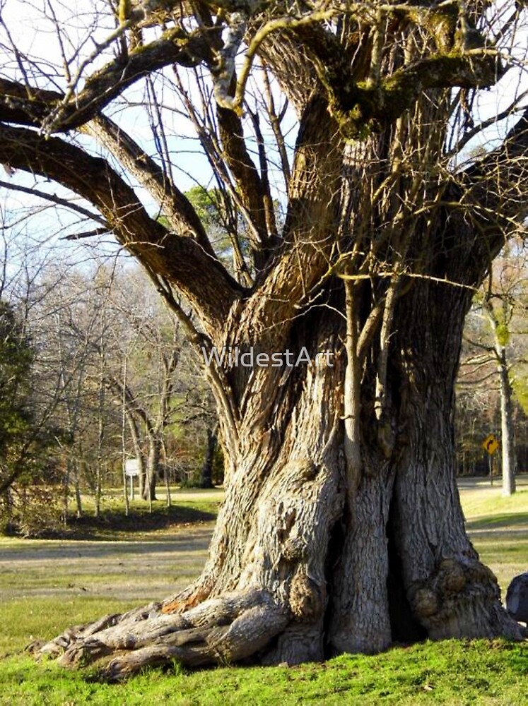 the osage orange tree the osage orange tree