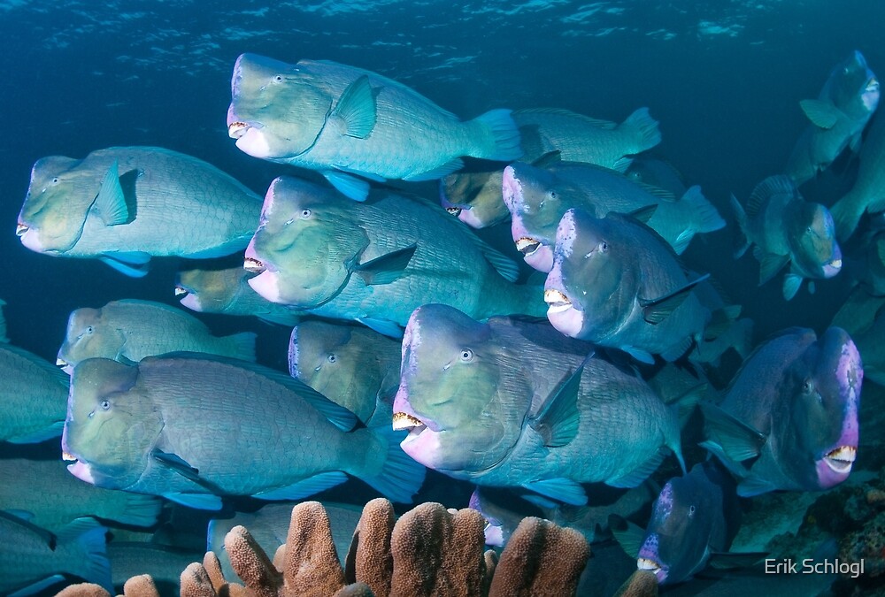 "Bumphead Parrotfish, Sipadan, Sabah, Malaysia" by Erik Schlogl | Redbubble