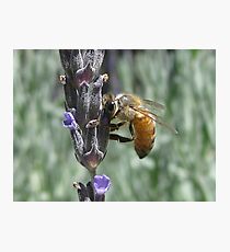 Bee On Lavender Photographic Print