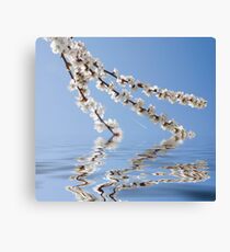 White apricot flowers with blue sky background Leinwanddruck