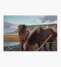 Islandpferde, Grundarfjordur, Snaefellsnes, Island Fotodruck