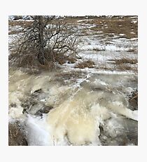 Tree in the Ice Flow Photographic Print
